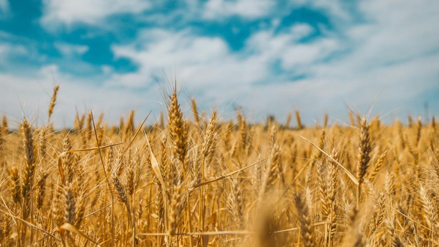 Mais e grano ai massimi pluriennali: cosa sta spingendo i prezzi