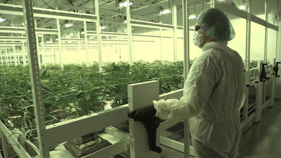 Cannabis: 3 motivi per comprare le azioni di TerrAscend
