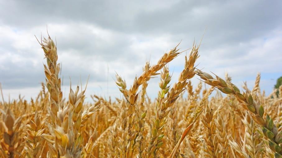 Future Oat (Avena): cos’è, come funziona e cosa sapere