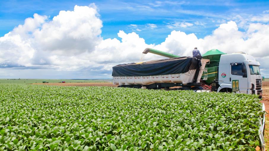 Soia: ecco l 10 principali Paesi produttori