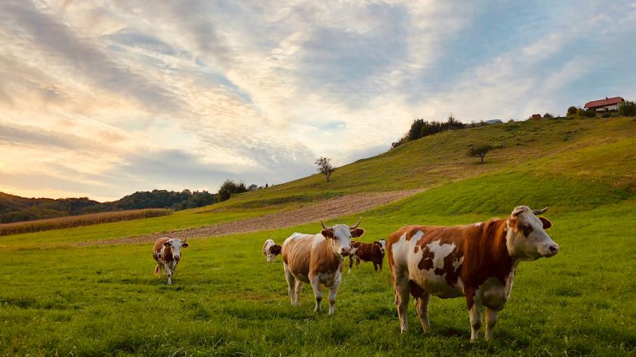 Future Feeder Cattle: cos’è, come funziona e cosa sapere