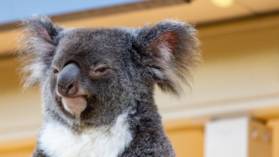 Hims & Hers acquista Eucalyptus: rally in Borsa e svolta globale