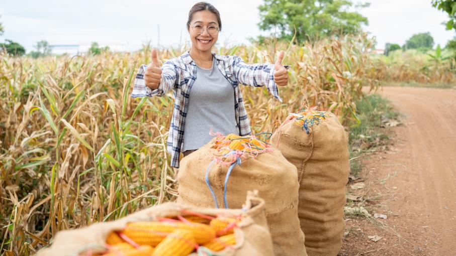 Mais: ecco chi sono i principali 10 Paesi produttori