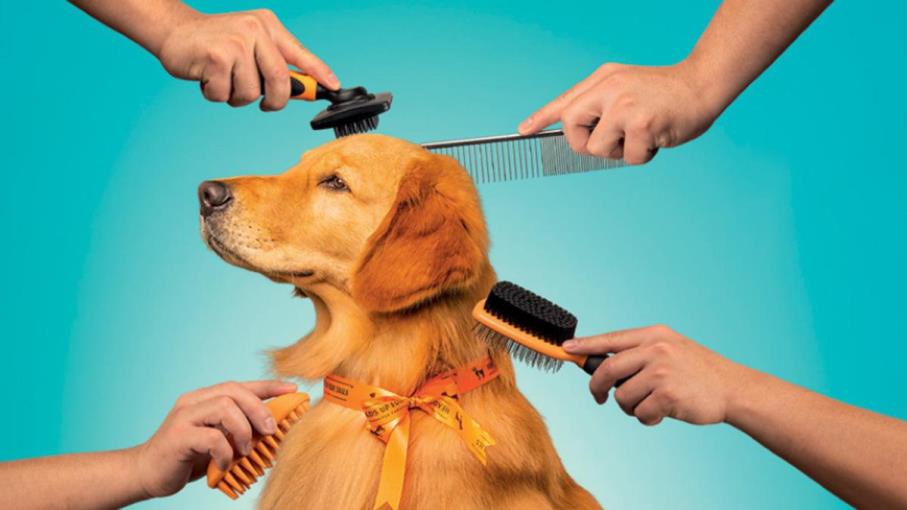 Investire nella Pet Economy: un mercato in crescita