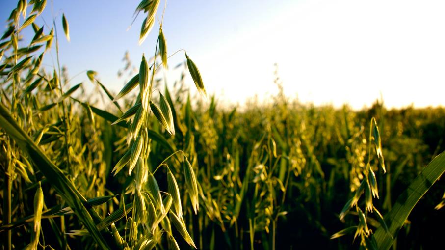 Avena: ecco i 10 principali Paesi produttori