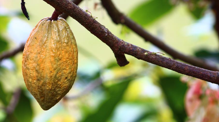 Cacao: ecco i 10 Paesi più grandi produttori del mondo