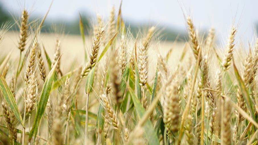 Futures Chicago SRW Wheat: quali sono, come funzionano e cosa sapere