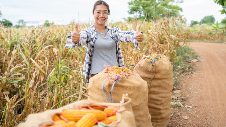 Futures su Corn (Mais): quali sono, come funzionano e cosa sapere