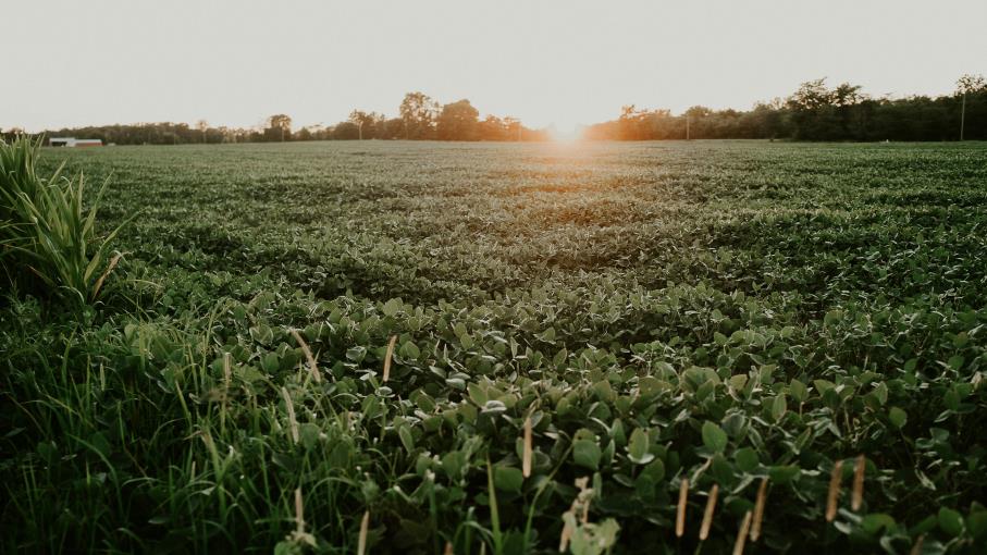 Futures Soybean (Soia): quali sono, come funzionano e cosa sapere