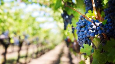 Made in Italy: ecco l'impatto del Covid sull'industria del vino