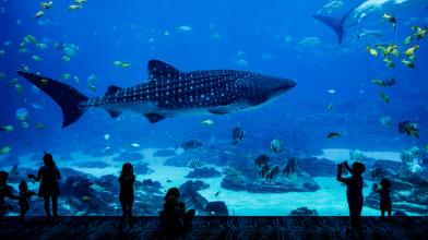 Acquario d’aprile