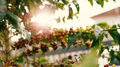 Caffè: ecco chi sono i primi 10 Paesi produttori al mondo