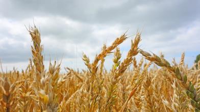 Future Oat (Avena): cos’è, come funziona e cosa sapere