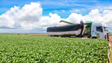 Soia: ecco l 10 principali Paesi produttori