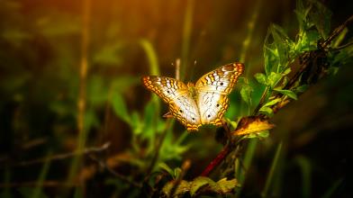 Golden Butterfly, gli ultimi 10 anni e la sfida al bilanciato