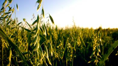 Avena: ecco i 10 principali Paesi produttori
