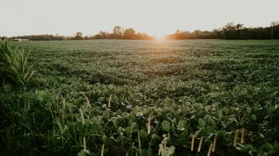 Futures Soybean (Soia): quali sono, come funzionano e cosa sapere